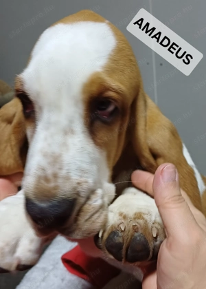 Eladó Basset Hound kiskutyák  - kép 8