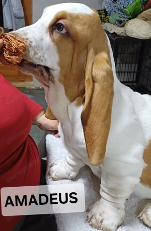 Eladó Basset Hound kiskutyák  - kép 3