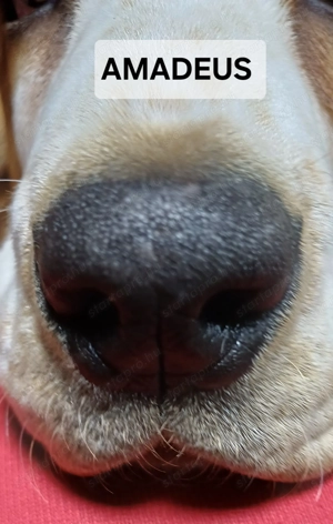 Eladó Basset Hound kiskutyák  - kép 9