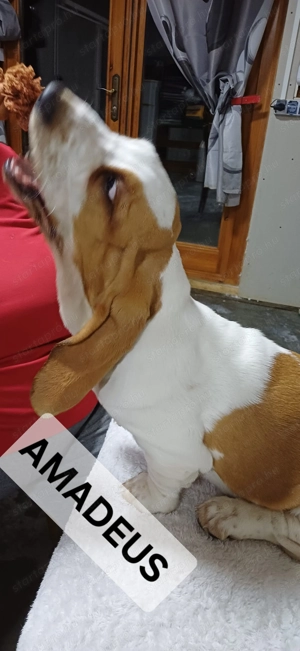 Eladó Basset Hound kiskutyák  - kép 10