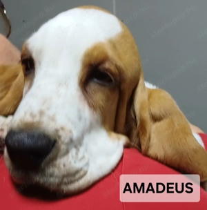 Eladó Basset Hound kiskutyák  - kép 2