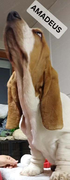 Eladó Basset Hound kiskutyák  - kép 5