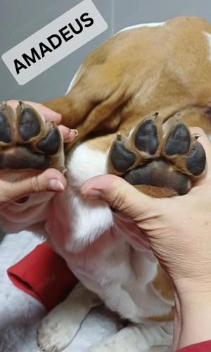 Eladó Basset Hound kiskutyák  - kép 7