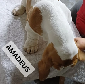 Eladó Basset Hound kiskutyák  - kép 6
