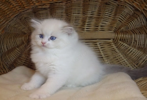 Ragdoll cica  Nevada  lány!  - kép 2