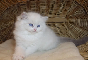 Ragdoll cica  Nevada  lány! 