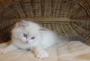 Ragdoll cica  Nevada  lány!  - kép 4