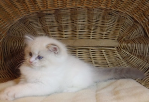 Ragdoll cica  Nevada  lány!  - kép 5