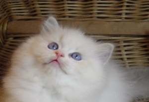 Ragdoll cica  Nevada  lány!  - kép 3