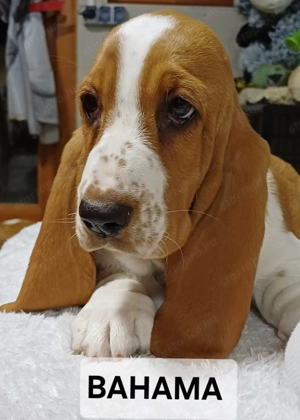 Eladó Basset Hound kiskutyák 