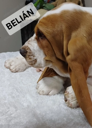 Eladó Basset Hound kiskutya  - kép 9