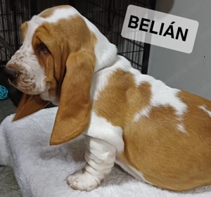 Eladó Basset Hound kiskutya  - kép 3