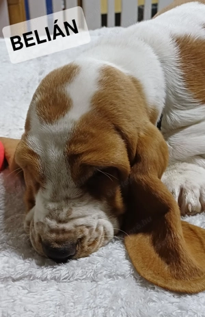 Eladó Basset Hound kiskutya  - kép 4