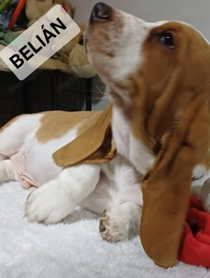Eladó Basset Hound kiskutya  - kép 7