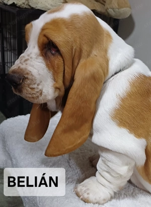 Eladó Basset Hound kiskutya  - kép 5