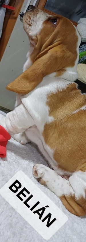 Eladó Basset Hound kiskutya  - kép 10
