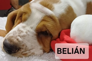Eladó Basset Hound kiskutya  - kép 2