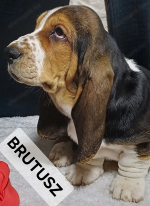 Eladó Basset Hound kiskutya  - kép 2