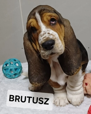 Eladó Basset Hound kiskutya 