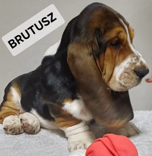 Eladó Basset Hound kiskutya  - kép 3