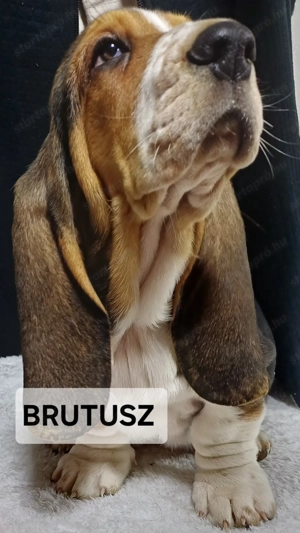 Eladó Basset Hound kiskutya  - kép 4