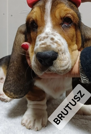 Eladó Basset Hound kiskutya  - kép 5