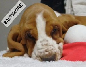 Eladó Basset Hound kiskutya 