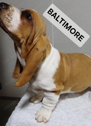 Eladó Basset Hound kiskutya  - kép 2