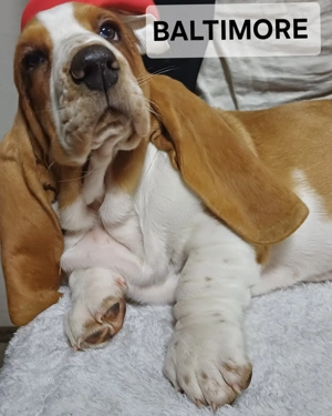Eladó Basset Hound kiskutya  - kép 3