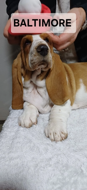 Eladó Basset Hound kiskutya  - kép 5
