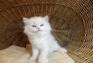 Ragdoll cica  Nevada  lány!  - kép 8