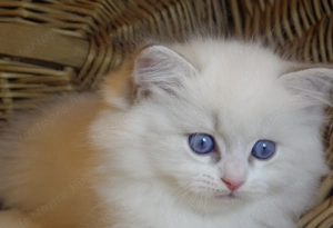 Ragdoll cica  Nevada  lány!  - kép 6