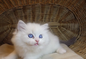 Ragdoll cica  Nevada  lány!  - kép 9