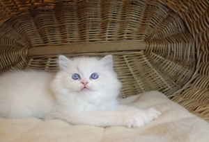 Ragdoll cica  Nevada  lány!  - kép 7