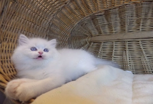 Ragdoll cica  Nevada  lány!  - kép 12