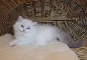 Ragdoll cica  Nevada  lány!  - kép 13