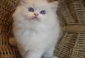 Ragdoll cica  Nevada  lány!  - kép 15