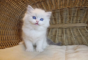 Ragdoll cica  Nevada  lány!  - kép 14