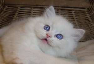 Ragdoll cica  Nevada  lány!  - kép 11