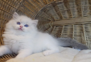 Ragdoll cica  Nevada  lány!  - kép 10