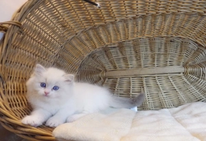 Ragdoll cica  Nevada  lány!  - kép 16