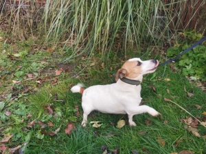 Jack Russell terrier - kép 2