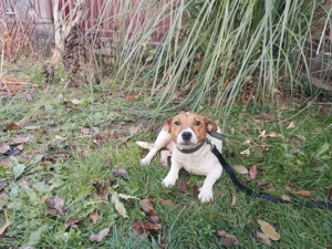Jack Russell terrier - kép 4