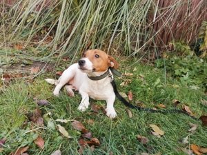 Jack Russell terrier - kép 6