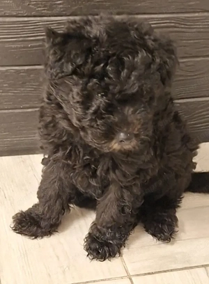 Eladó törzskönyves pumi kiskutyák  - kép 2