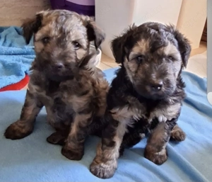 Eladó törzskönyves pumi kiskutyák  - kép 3