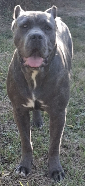 Cane Corso 15 hónapos , szürke szuka gazdikereső! Érdeklődni telefonon! 06 20 5024909  - kép 2