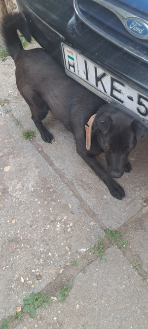 Ingyenes Fekete Keverék Kutya - kép 3