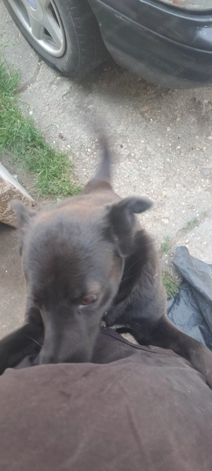 Ingyenes Fekete Keverék Kutya - kép 4