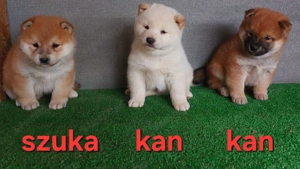Shiba inu szuka, kan  kölyök Eladó! - kép 2